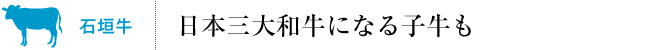 石垣牛：日本三大和牛になる子牛も