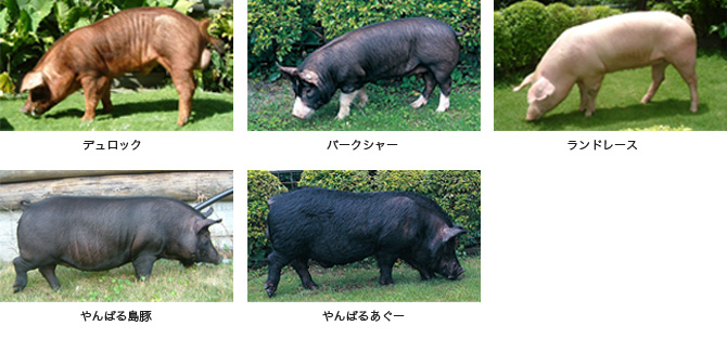 デュロック／バークシャー／ランドレース／やんばる島豚／やんばるあぐー